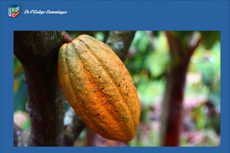 Cacao fruit - ufc que choisir ariege comminges